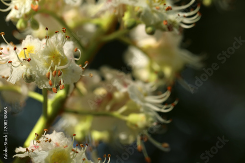 Wallpaper Mural Kastanie Blüte Torontodigital.ca