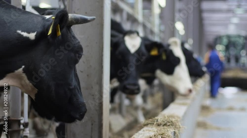 Black cow with points on neck chewing her food in white stall at modern farm nearby another pointed cows