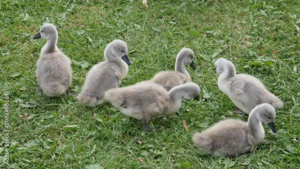 Brood of ducklings with a swan pinching green grass Brood of ducklings with a swan pinching green grass
