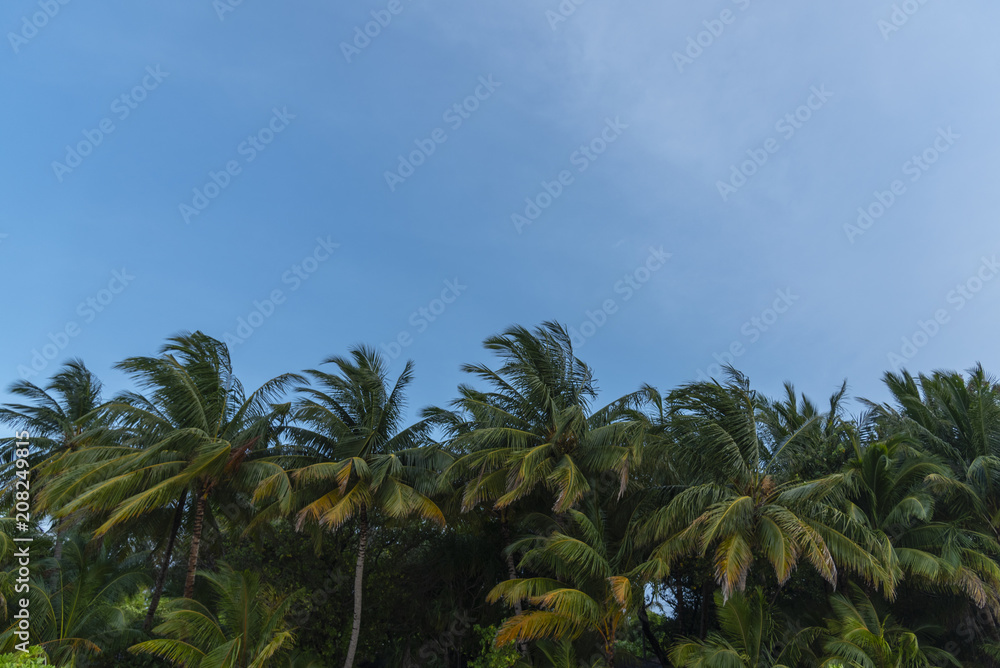 Obraz premium Windy palm tree against blue sky