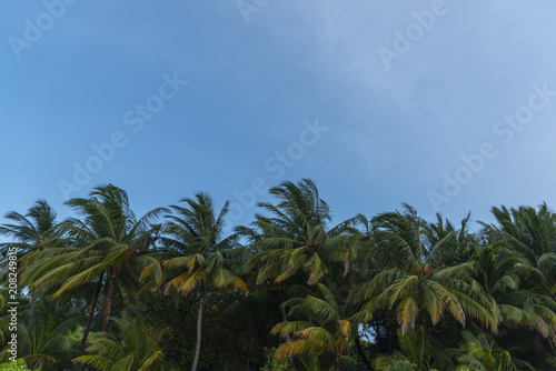 Windy palm tree against blue sky