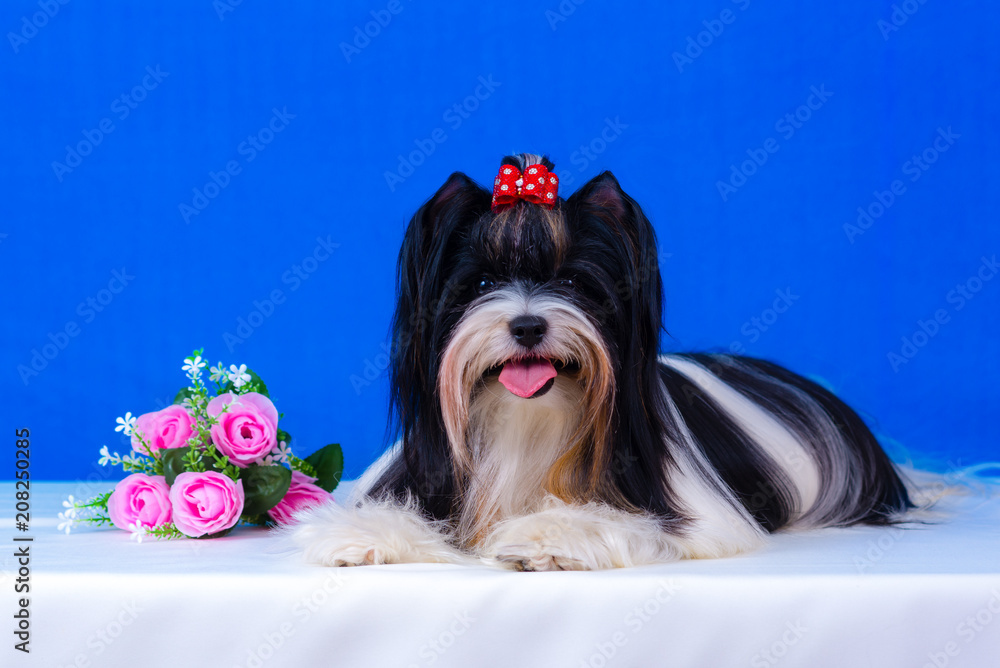 Fotografie The beaver Terrier sits on a blue background.