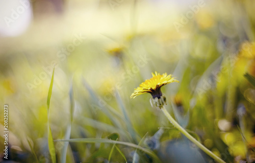 Fototapeta Naklejka Na Ścianę i Meble -  Abstract background with a yellow flower - a dandelion
