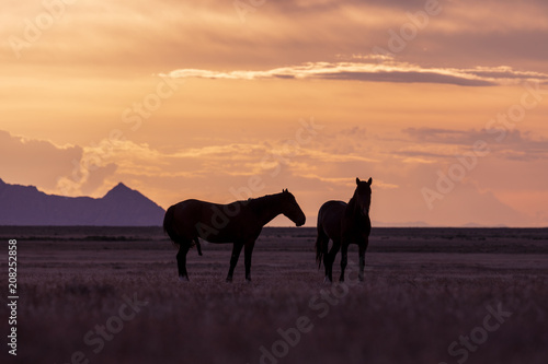 Wild Horse Stallions in a Utah Desert Sunset