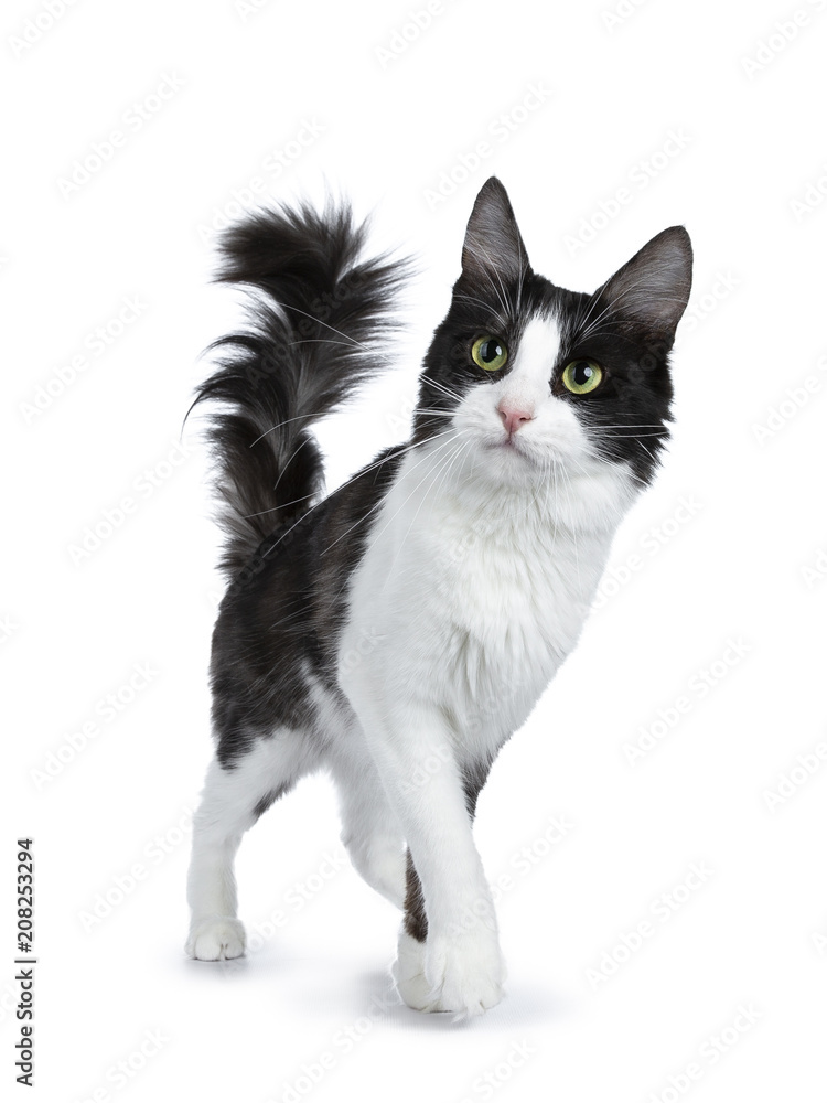 Cute black smoke with white Turkish Angora cat walking isolated on white background with tail in the air and looking to the side Cute black smoke with white Turkish Angora cat walking isolated on white background with tail in the air and looking to the side
