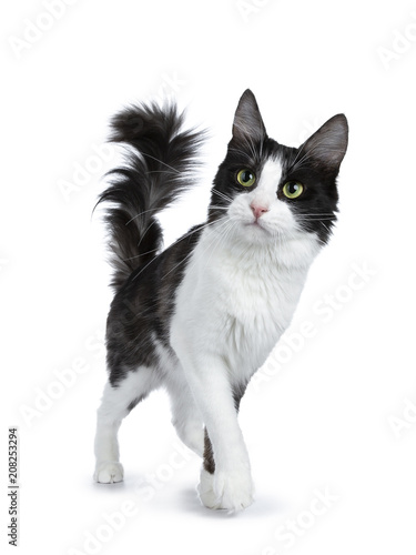 Cute black smoke with white Turkish Angora cat walking isolated on white background with tail in the air and looking to the side