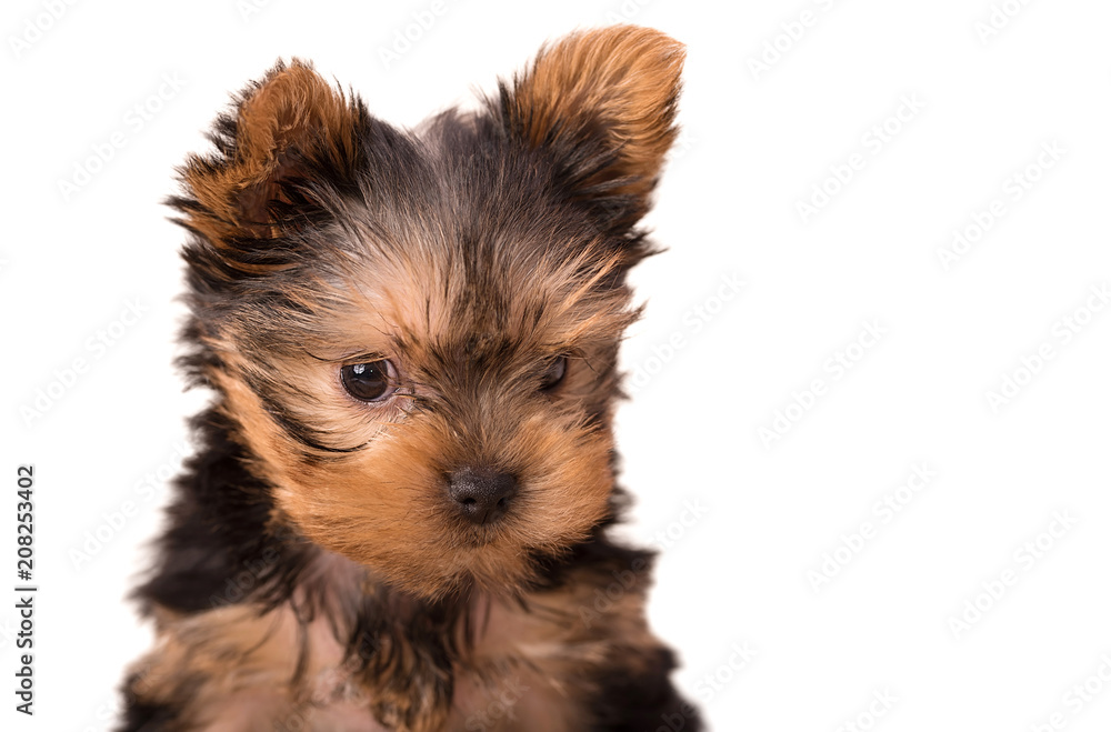 Beautiful puppy Yorkshire Terrier posing Beautiful puppy Yorkshire Terrier posing