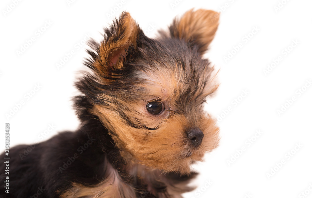 Beautiful puppy Yorkshire Terrier posing Beautiful puppy Yorkshire Terrier posing