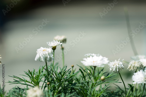 horizontal full lenght blurry shot of white flowers with soft green blurry background