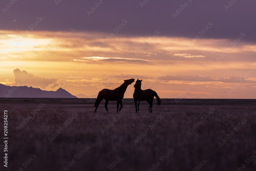 Wild Horse Stallions in a Utah Desert Sunset Wild Horse Stallions in a Utah Desert Sunset