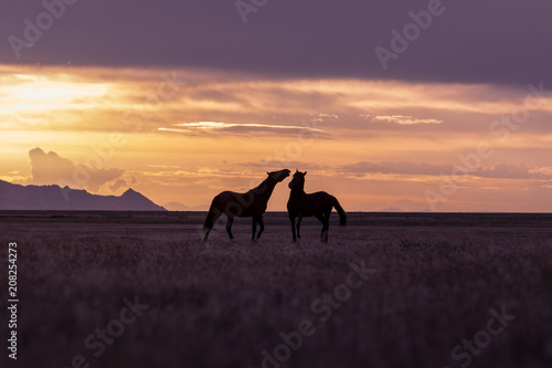 Wild Horse Stallions in a Utah Desert Sunset © natureguy