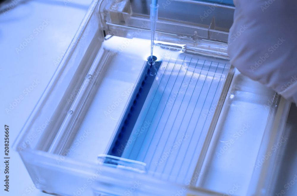 Obraz premium Molecular technique Agarose gel elctrophoresis for DNA sample