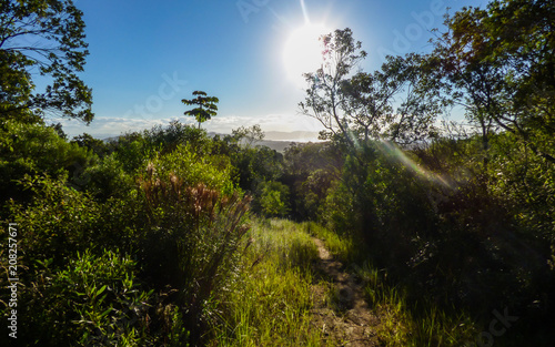 Sun shining over a hiking path in the Atlantic Forest - Florianopolis, Brazil photo