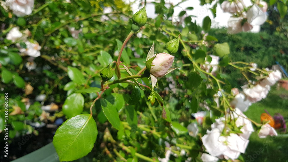 Rosen Knospe Rosen Knospe
