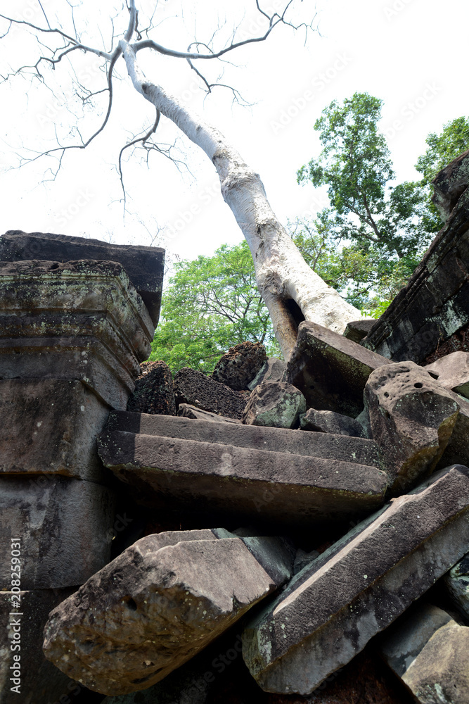 CAMBODIA SIEM REAP ANGKOR TA PROHM TEMPLE CAMBODIA SIEM REAP ANGKOR TA PROHM TEMPLE