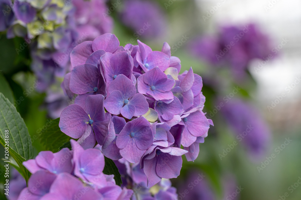 Hydrangea of Asukayama Park in Kita Ward, Tokyo, Japan / Asukayama park is a public park in Kita Ward, Tokyo, Japan Hydrangea of Asukayama Park in Kita Ward, Tokyo, Japan / Asukayama park is a public park in Kita Ward, Tokyo, Japan