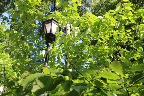 Street lamp in the Park, the Botanical garden among the green foliage of trees in Moscow.