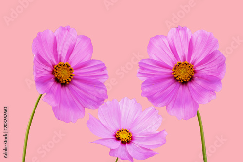 cosmos flower and color background