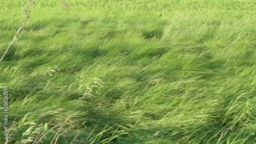 Wide Shot Native Prairie Grasses Blowing In Slow Motion