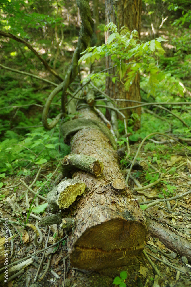 Obraz premium 新緑の森