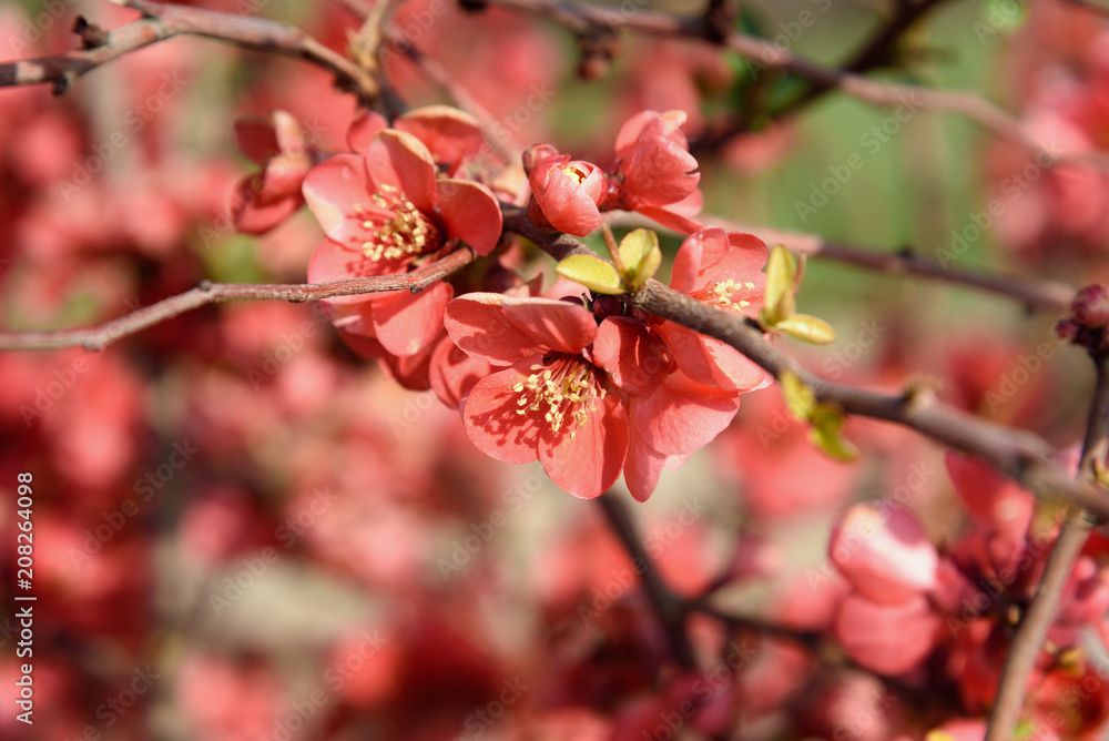 Chaenomeles flower in spring Chaenomeles flower in spring