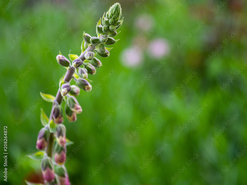 Foxglove Foxglove