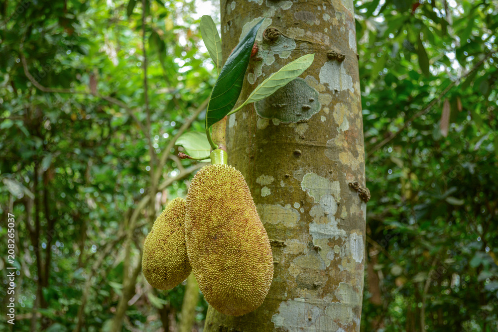 jackfruit jackfruit