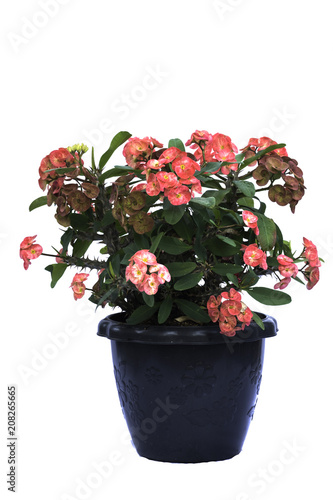 Crown Of Thorns on white background.