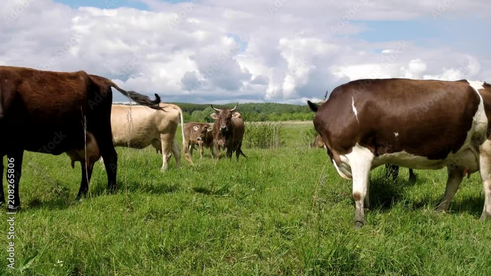 Many cows freely walk around the field and eat juicy grass Many cows freely walk around the field and eat juicy grass
