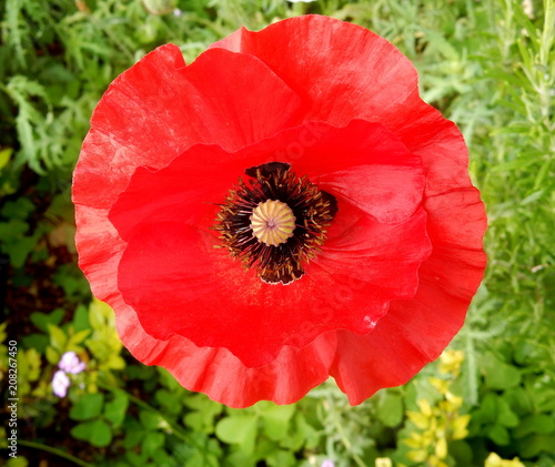 Fotografie papavero rosso