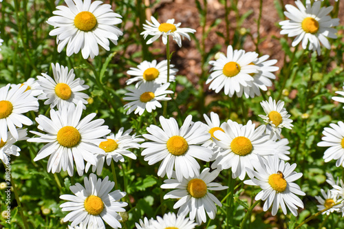 Daisys