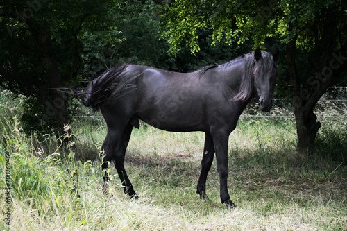 black stallion on green meadow
