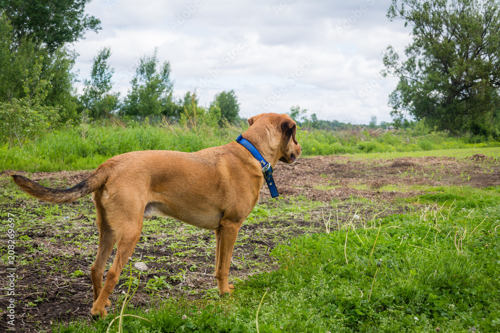 labrador brack dog  looking foward