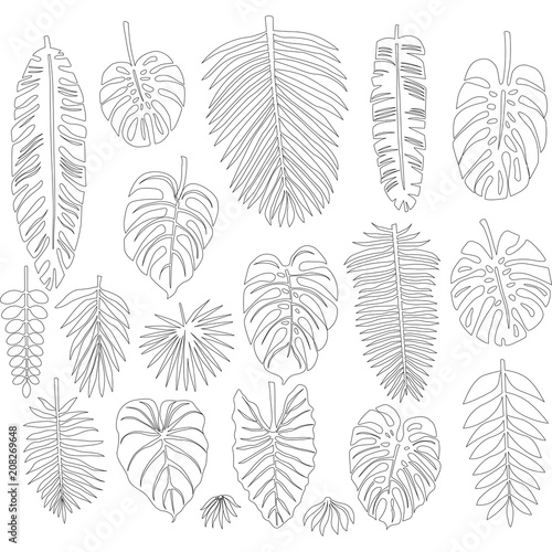 Set of leaves in the contour style of tropical palms