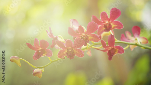 Close up orchid flower in garden at spring day for postcard idea concept design   Selective focus