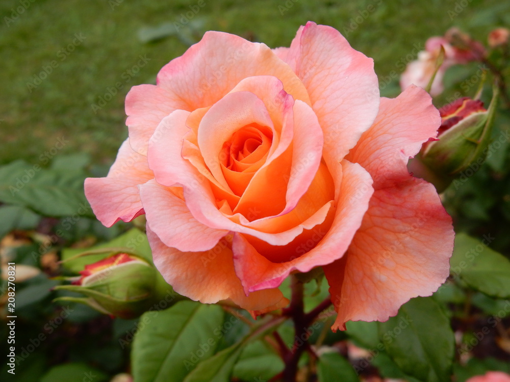rosa arancione
rosa arancione