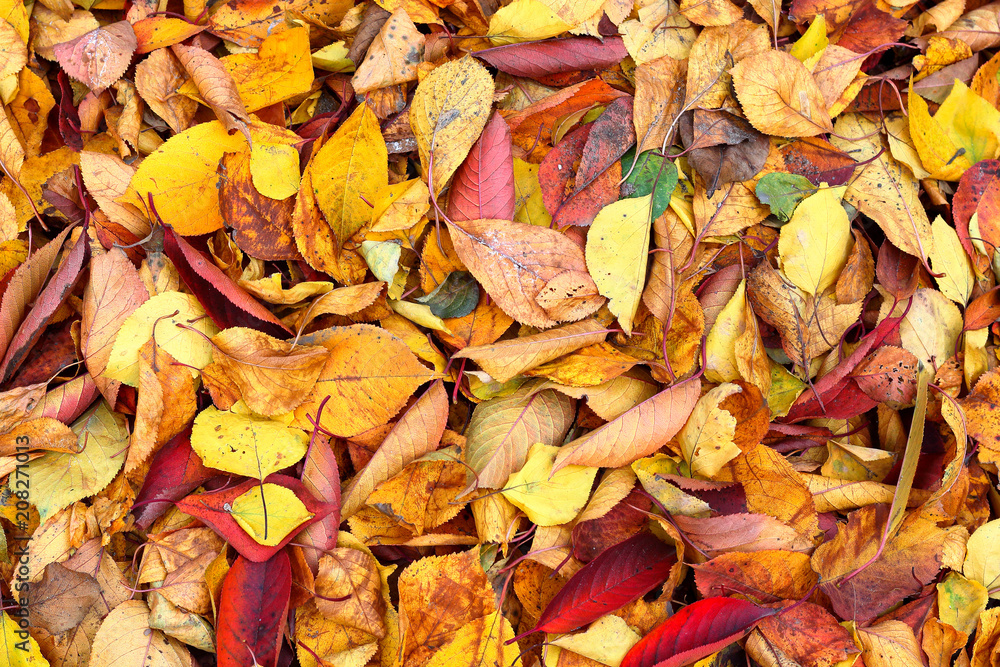 Autumn fallen, dry vibrant orange, burgundy, red cherry leaves on the ground. Texture leaves background Autumn fallen, dry vibrant orange, burgundy, red cherry leaves on the ground. Texture leaves background