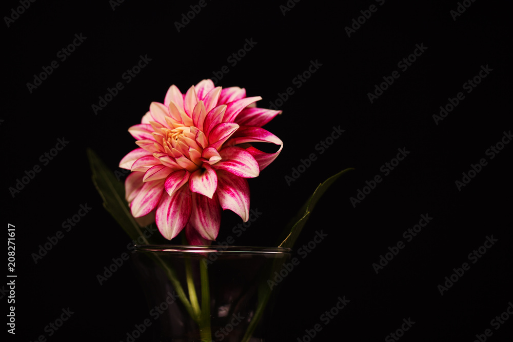Obraz premium Flower on Black