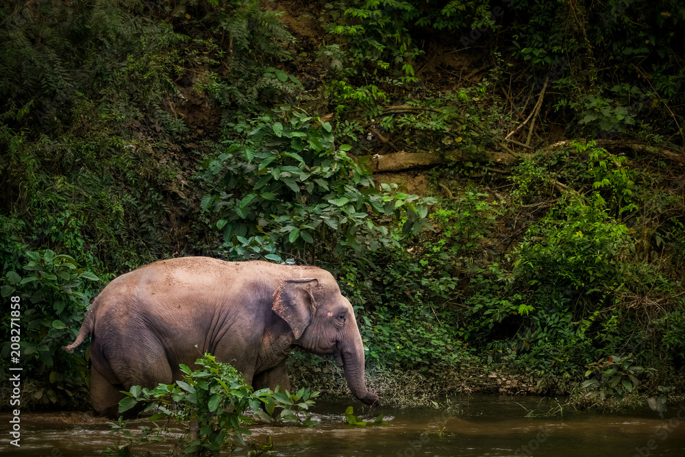 Fototapeta premium asian elephant walking across the river in forest, Thailand