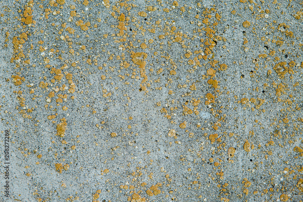 Asbestos slate texture concrete covered with lichen and moss Asbestos slate texture concrete covered with lichen and moss