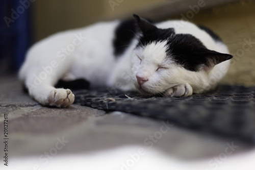 Sleeping Cat © Caroline