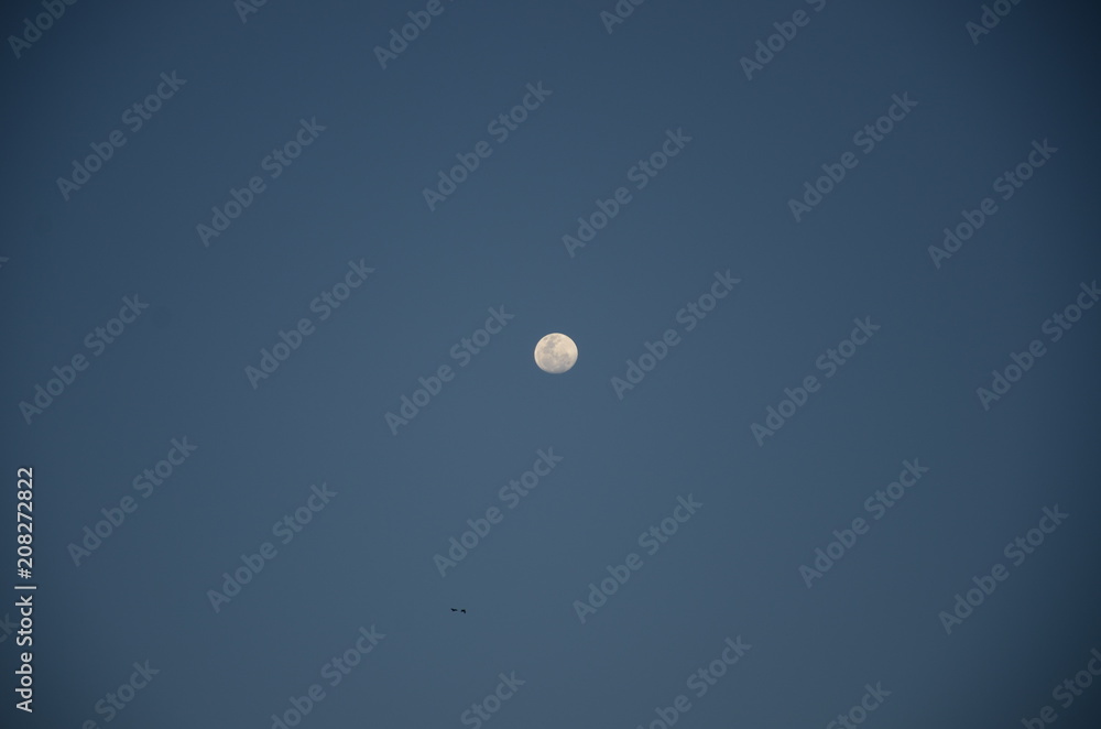 Blue Moon Blue Moon