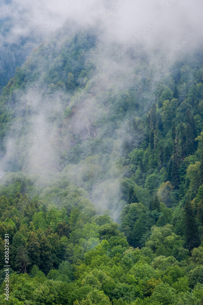 Forest on a hillside in fog