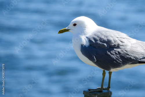 Gull. Close up of a seagull...