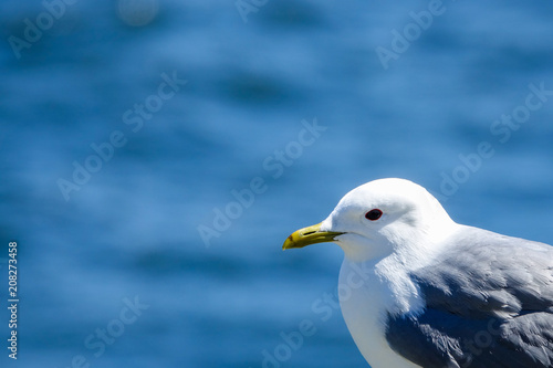 Gull. Close up of a seagull...