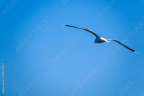 Gull. Flying seagull with t...