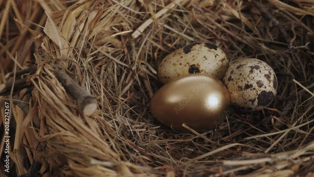 Golden egg inside nest close up Golden egg inside nest close up