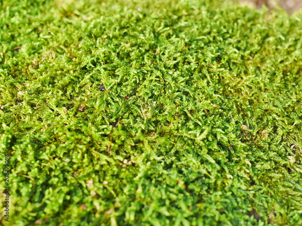 mousse vert pelouse mousse vert pelouse