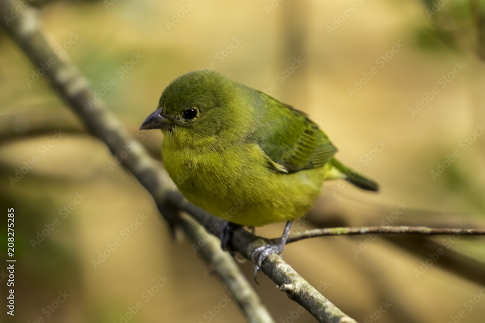 Painted Bunting Painted Bunting