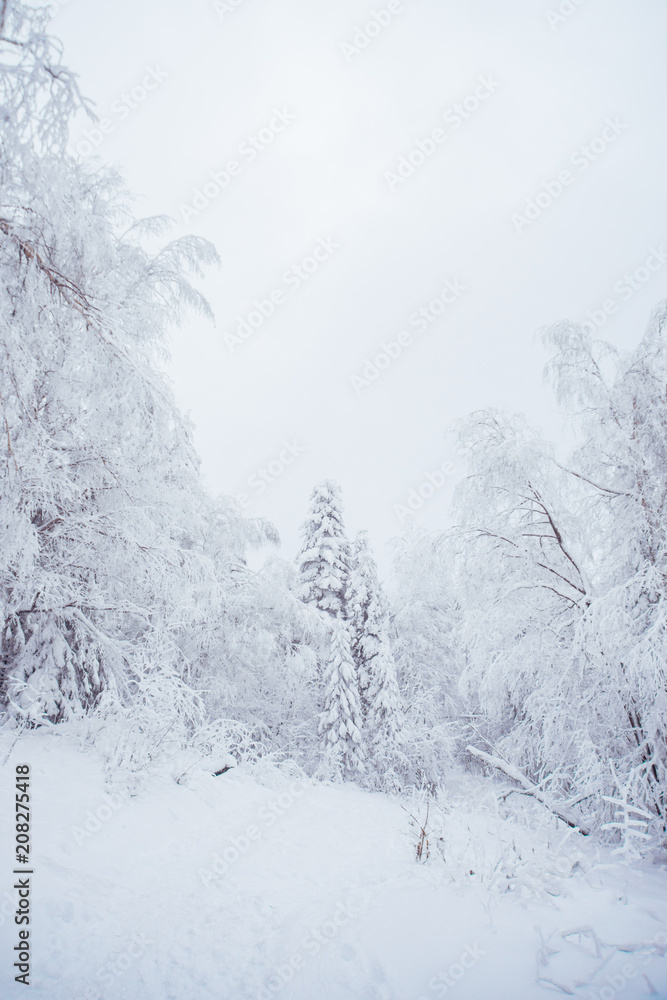 Winter road in the snowy forest. Winter road in the snowy forest.